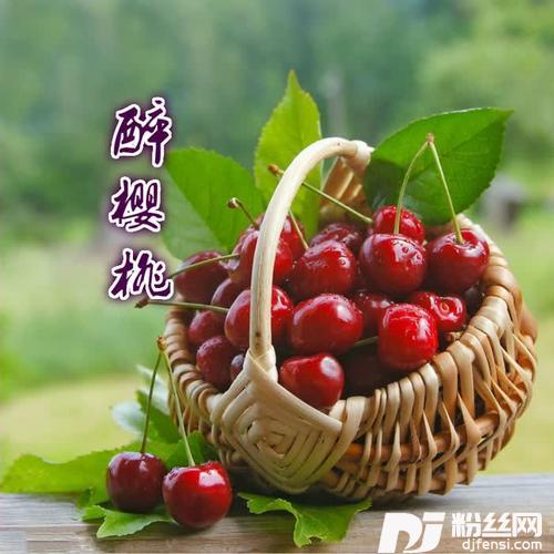 醉樱桃的专辑