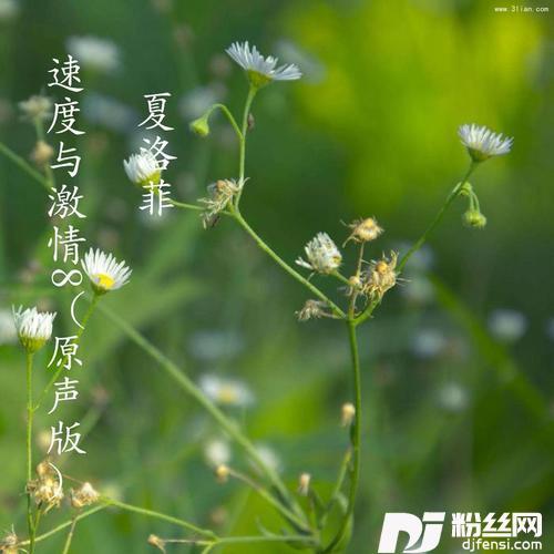 速度与激情8声版
