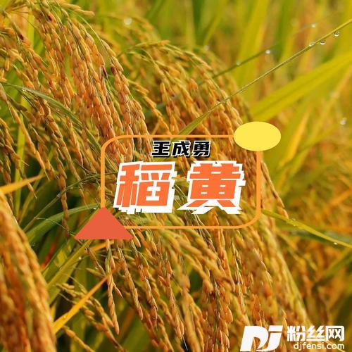 稻黄