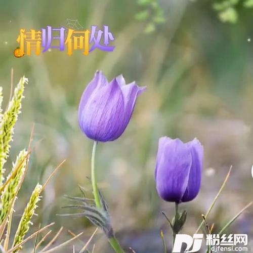 情归何处cover:陈瑞