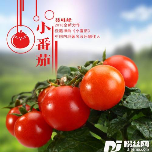 小番茄的专辑