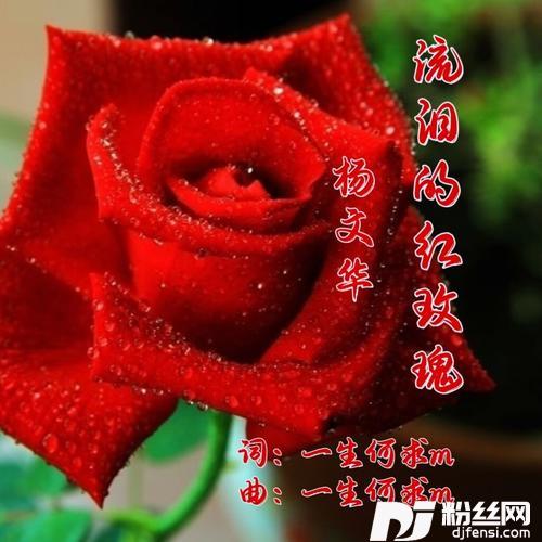 流泪的红玫瑰DJ版的专辑