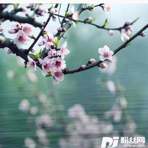 卷珠帘cover:**