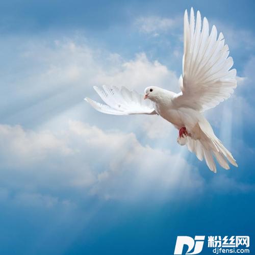 鸽子情缘cover:刘德华