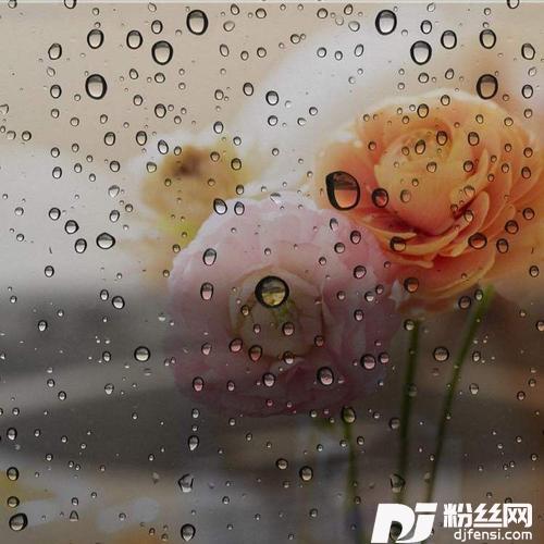 心雨cover:毛宁|杨钰莹