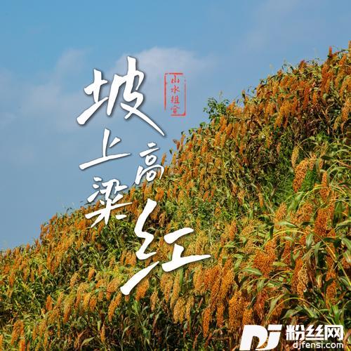 坡上高粱红