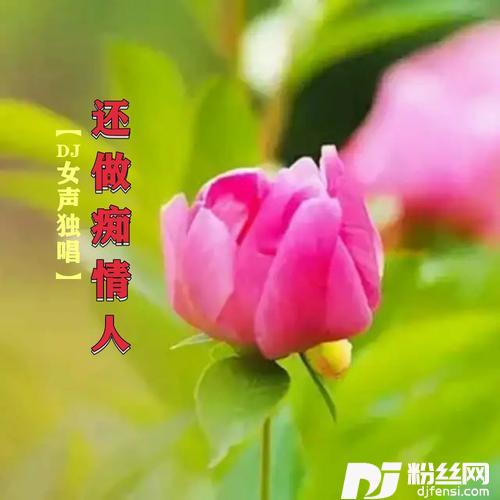 还做痴情人DJ