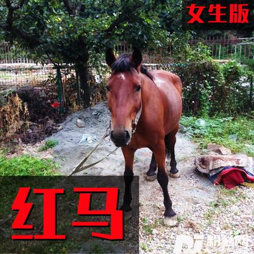 红马女生版的专辑