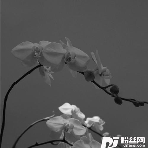 也许我命中注定情爱中颠簸的专辑