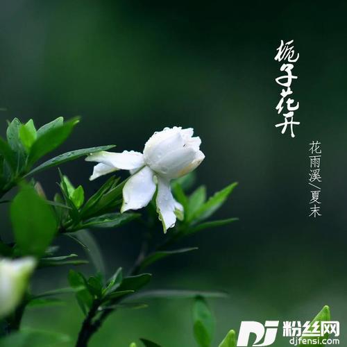 栀子花开