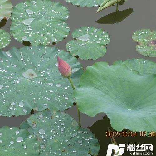 父亲我好想你cover:容从的专辑