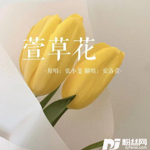 萱草花cover:张小斐