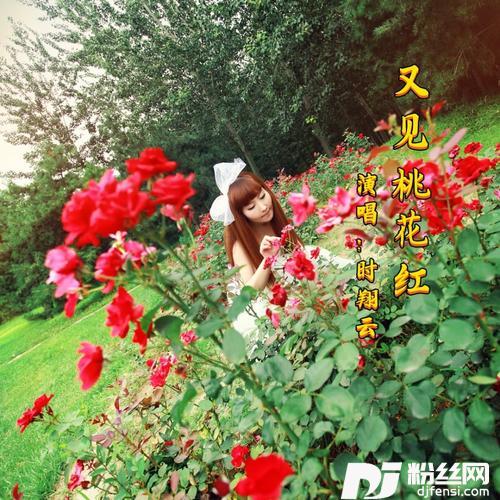 又见桃花红
