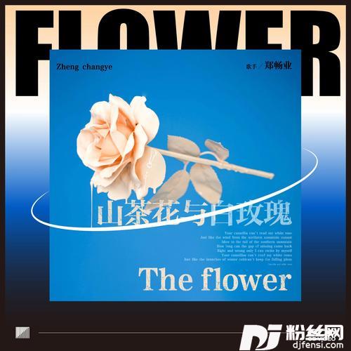 山茶花与白玫瑰
