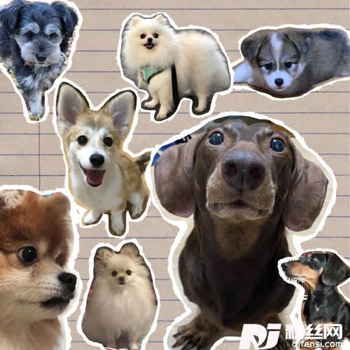 Puppy的专辑
