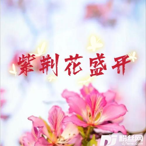 紫荆花盛开