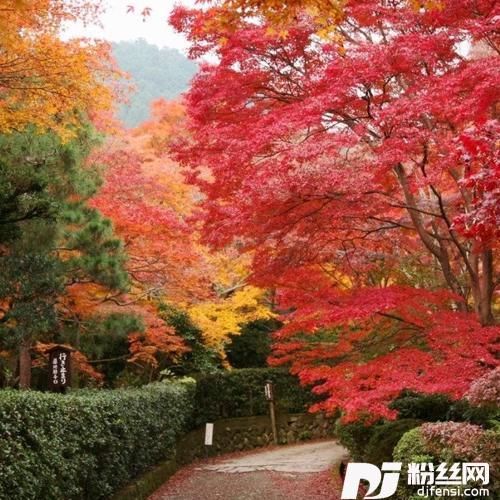九十九步退一步cover:魏佳艺