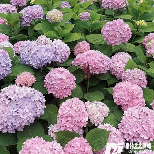 誓言（通俗）的专辑