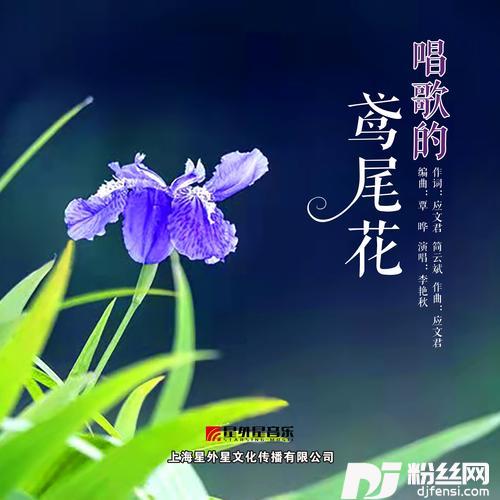 唱歌的鸢尾花