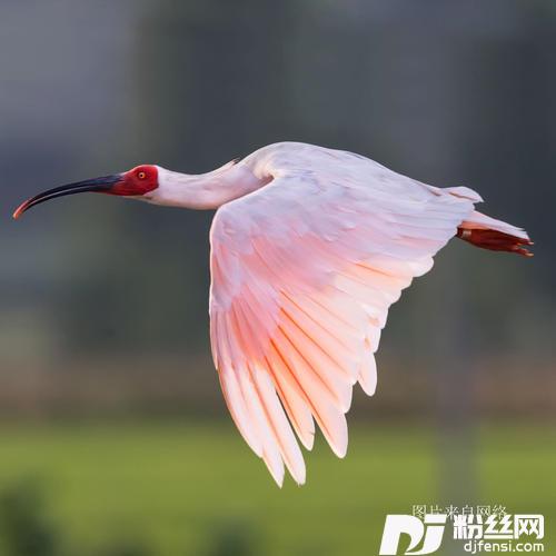 美丽朱鹮
