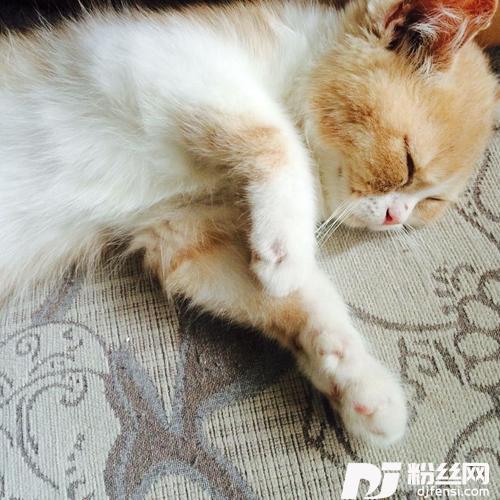 远在北方孤独的鬼的专辑