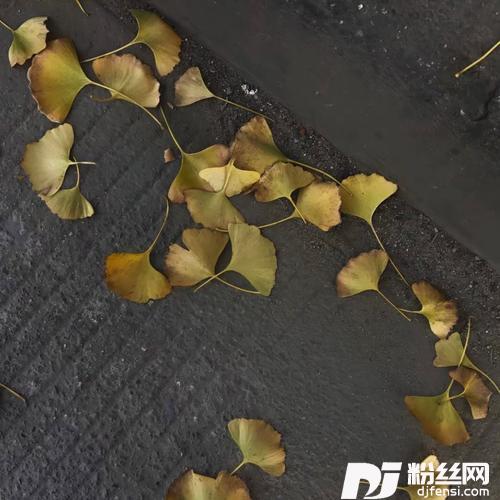 漂向北方cover:文慧如
