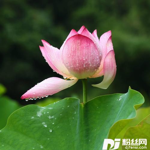 走错了路要回头（DJHouse版）remix:雅志的专辑