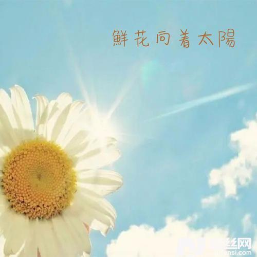 鲜花向着太阳的专辑
