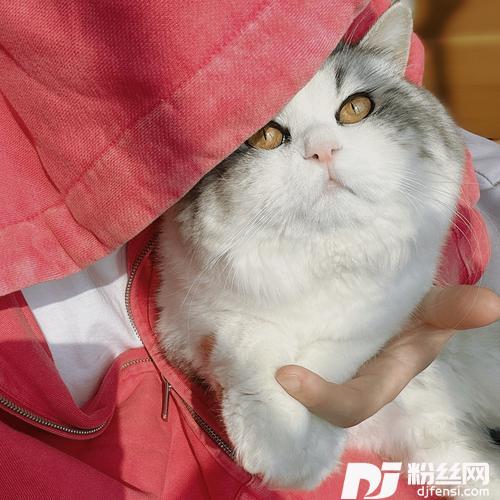寄卿