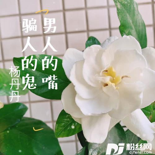 男人的嘴，骗人的鬼DJ版的专辑