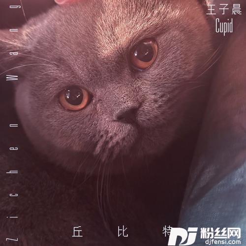 丘比特的专辑