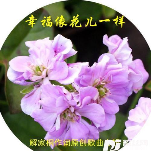 婚礼圆舞曲的专辑