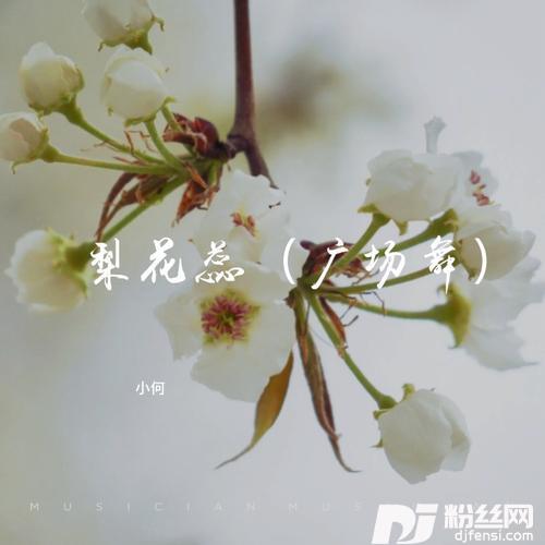 梨花蕊（广场舞）