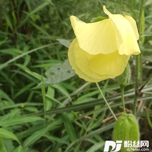 小薇cover:张丹丹