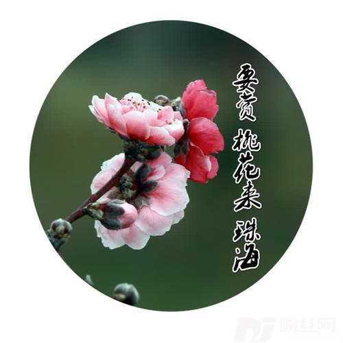 要赏桃花来珠海