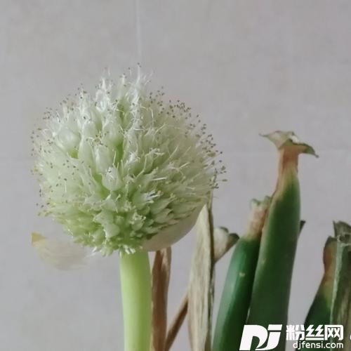 马兰花cover:大痒痒