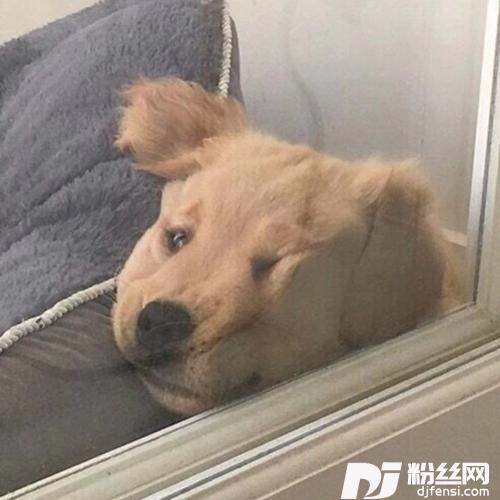 爱的蠢动cover:胡期皓的专辑