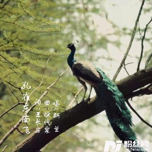 孔雀东南飞