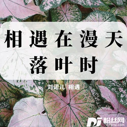 相遇在漫天落叶时
