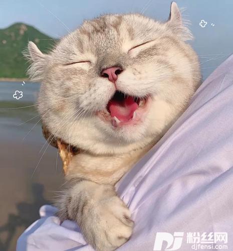 关键字抖音现场版