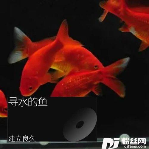 寻水的鱼cover:夏洛菲