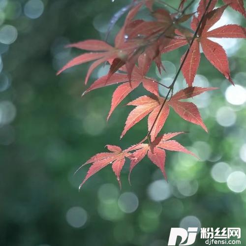 致青春cover:王菲