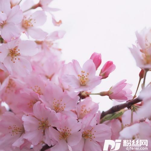 女人花cover:梅艳芳