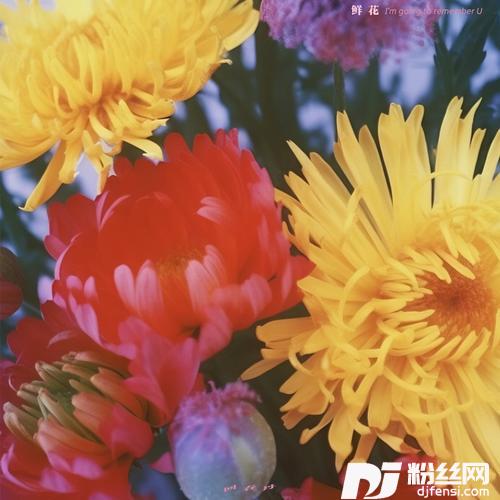 鲜花的专辑