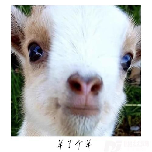 羊了个羊的专辑