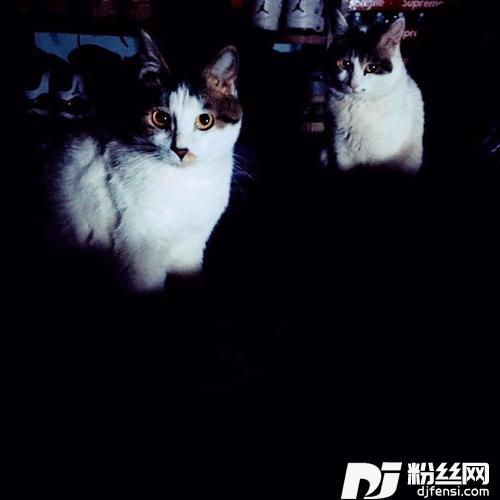 猫的专辑
