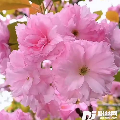 粉红色的回忆cover:韩宝仪