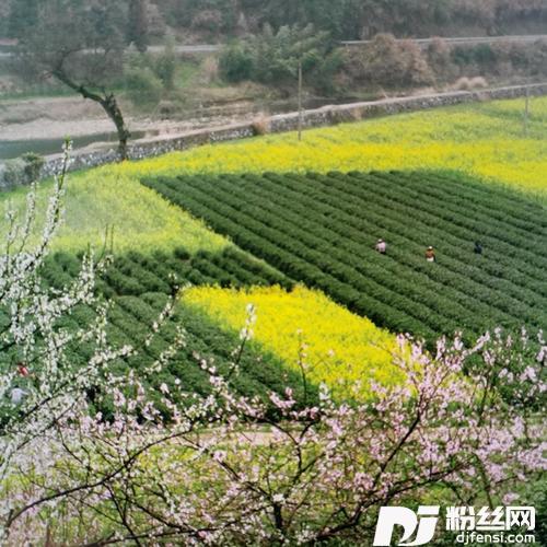 花又落cover:杨燕婷