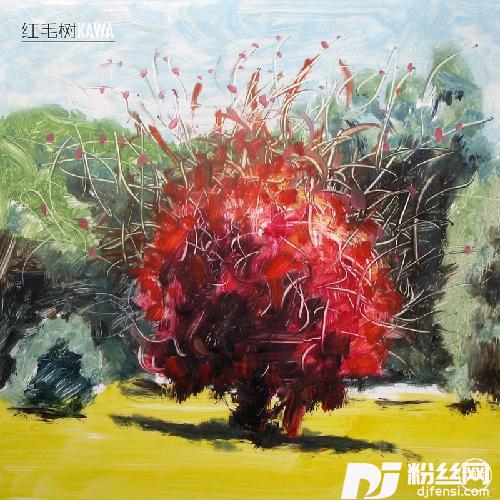 红毛树