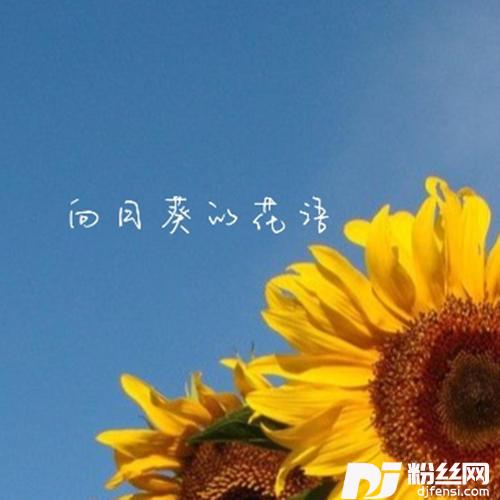 向日葵的花语女版的专辑
